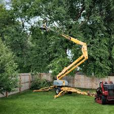 Professional Tree Services in Parker, CO