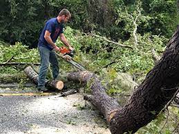 Best Lot and Land Clearing  in Parker, CO