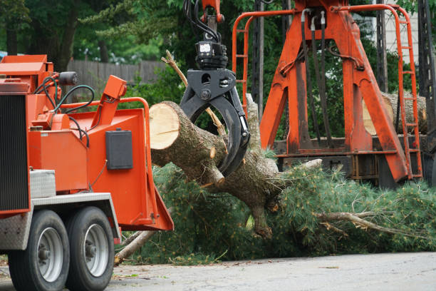 Best Commercial Tree Services  in Parker, CO