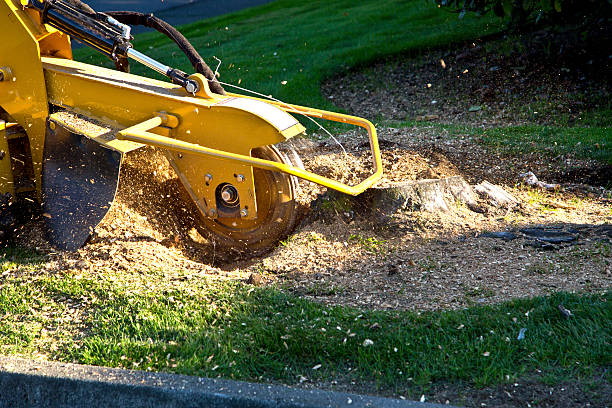 Best Fruit Tree Pruning  in Parker, CO