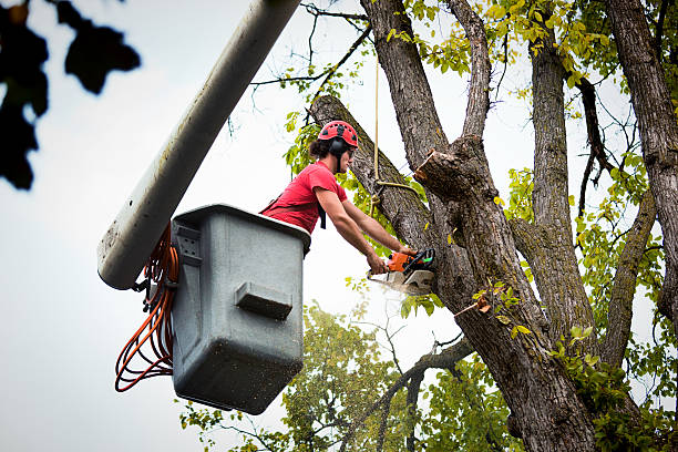 Best Firewood Processing and Delivery  in Parker, CO